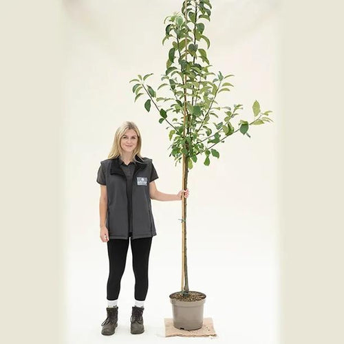 Granny Smith apple tree, half standard size in 10 Litre Pot