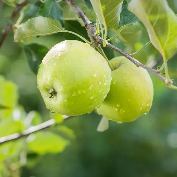 Granny Smith Apples on the tree