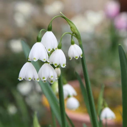 Gravetye Giant Snowflake Flowers