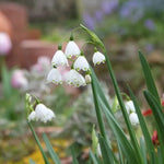 Gravetye Giant Snowflake Flowers