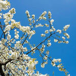 Great White cherry tree blossom