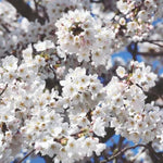 Great White cherry tree blossom
