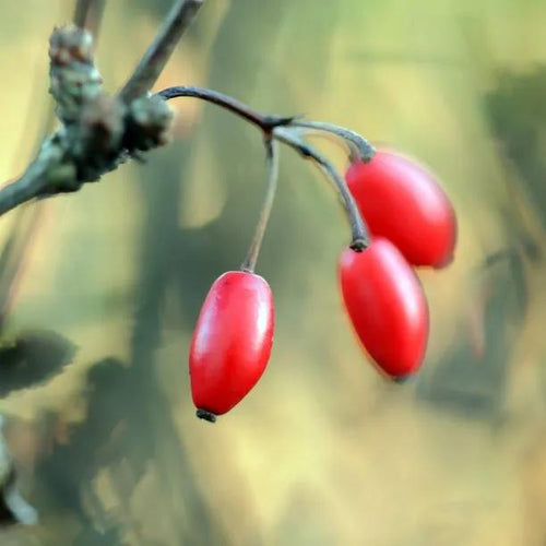 Green Berberis Fruit