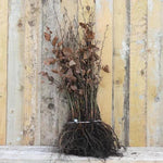 Bareoot Green Beech Hedging Plants 90/120cm Tall
