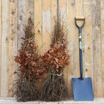 Bareroot Green Beech Hedging Plants 40/60cm Tall