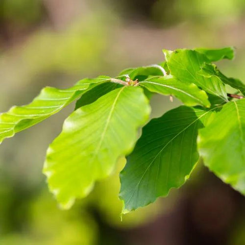 green Beech tree leaves