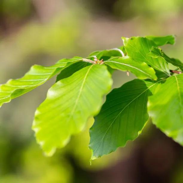 green Beech tree leaves