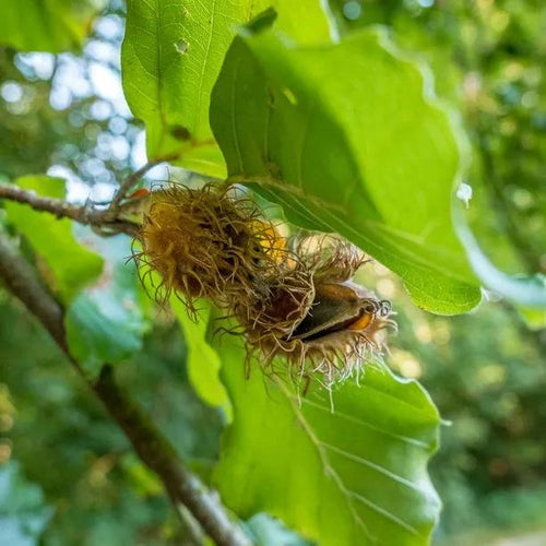 Green Beech nuts on the tree