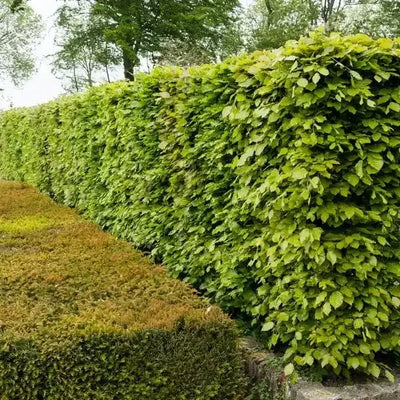 Mature green beech hedge showing dense foliage and neat trimmed shape in garden setting