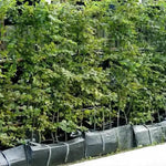 Green beech instant hedging troughs