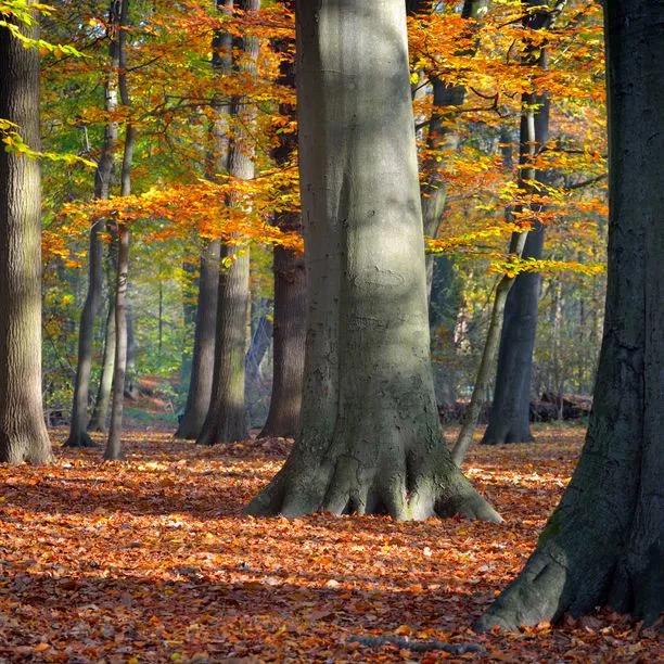 Old Green Beech tree trunks