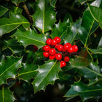 Green Holly Ilex aquifolium Berries