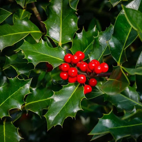 Green Holly Ilex aquifolium Berries