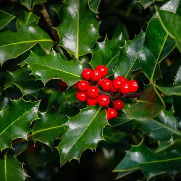 Green Holly Ilex aquifolium Berries