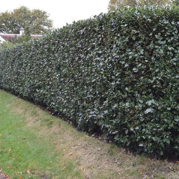 Mature Green Holly hedging