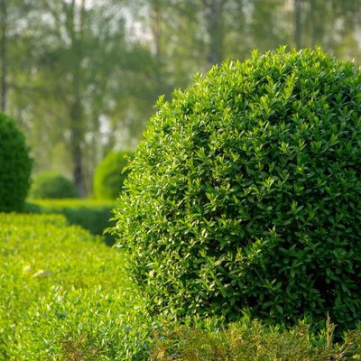 Mature green privet hedge plants forming dense rounded topiary bushes in sunny garden setting