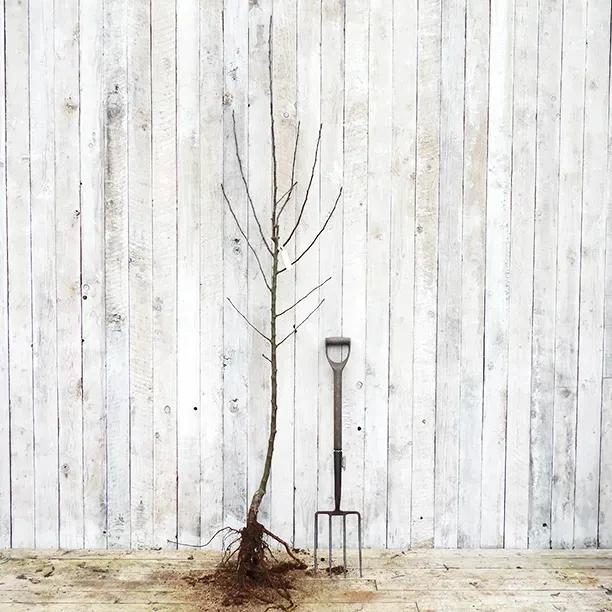 Bareroot Half Standard Greensleeves Apple Tree