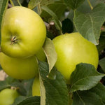 Greensleeves Apples on the tree
