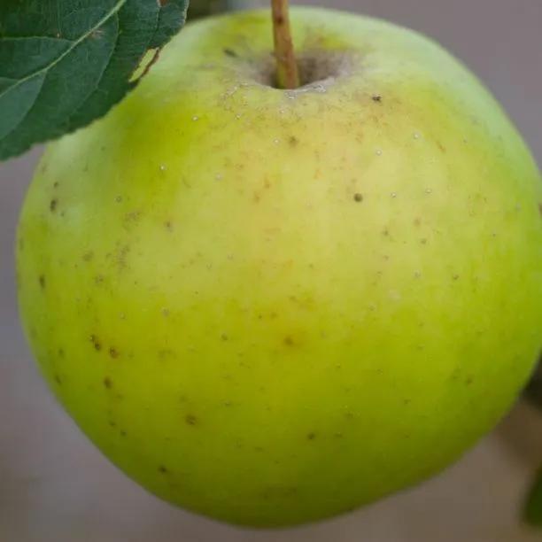 Greensleeves Apples on the tree