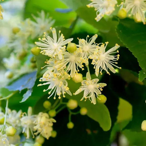 Small-leaved Lime tree 'Greenspire' flowers