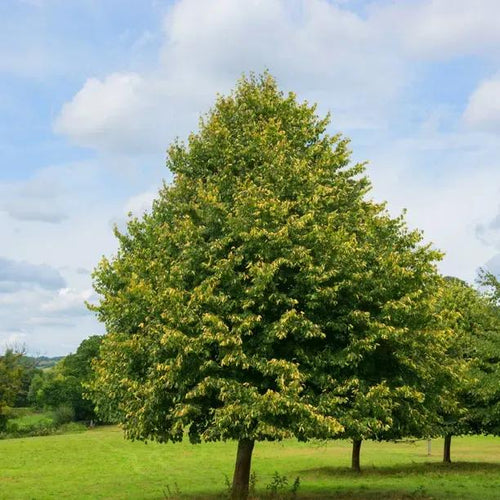Mature Small-leaved 'Greenspire' Lime Tree in Summer