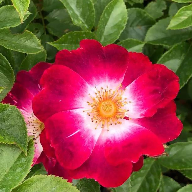Greetings Rose Flowers