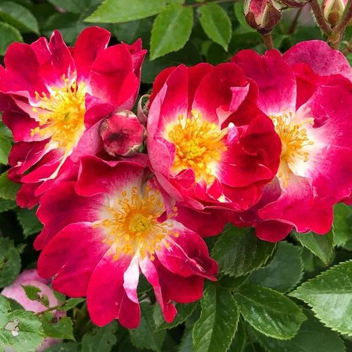 Greetings Rose Flowers