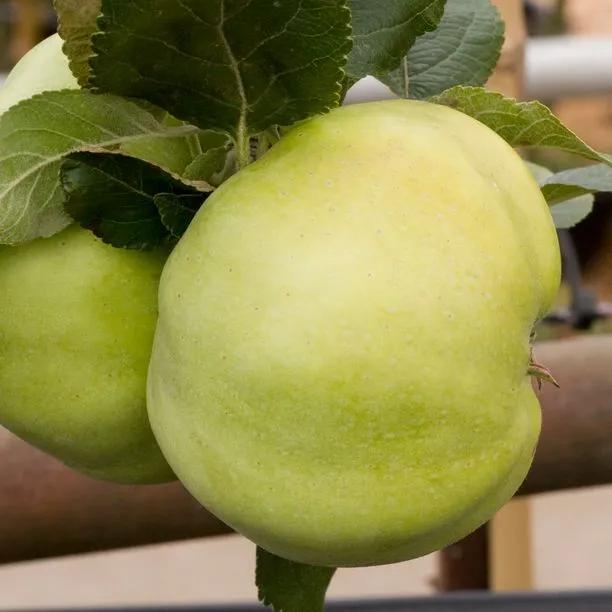 Grenadier Cooking Apples on the tree