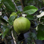 Grenadier Cooking Apples on the tree