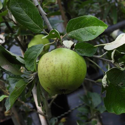 Grenadier Cooking Apples on the tree