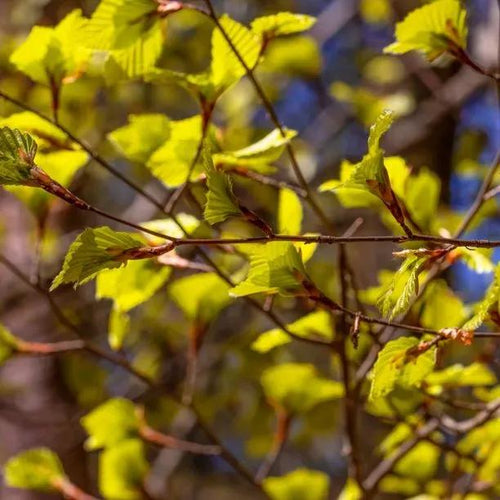 Grey Alder Leaves