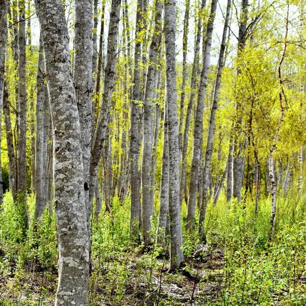 Mature Grey Alder trees