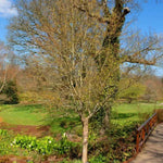 Mature Grey Alder tree