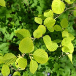 Grey Alder Leaves in Spring