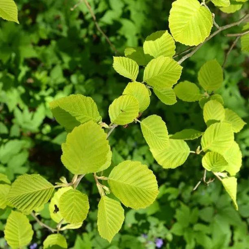 Grey Alder Leaves in Spring