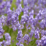 Grosso Lavender Flowers