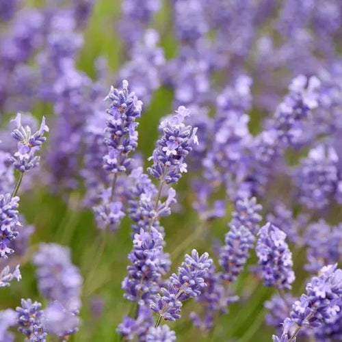 Grosso Lavender Flowers