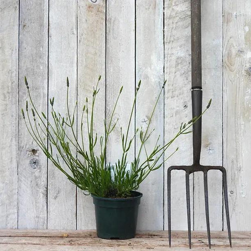 Grosso Lavender Plant in 2 Litre Pot