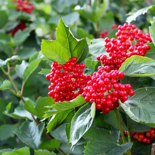 Guelder Rose Berries