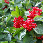 Guelder Rose Berries