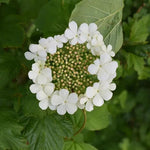 Guelder Rose Flowers