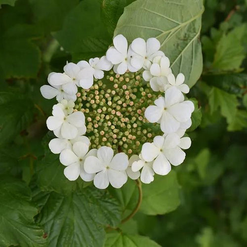 Guelder Rose Flowers