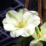 Guernsey Cream Clematis Flowers