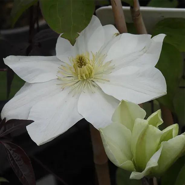Guernsey Cream Clematis Large Flowerhead