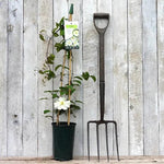 Guernsey Cream Clematis Plant in 3 Litre Pot
