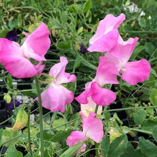 Gwendoline Sweet Pea Flowers