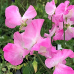 Gwendoline Sweet Pea Flowers