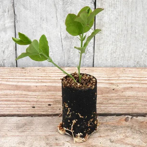 Gwendoline Sweet Pea Seedling in a Jumbo Plug Showing Good Root Development