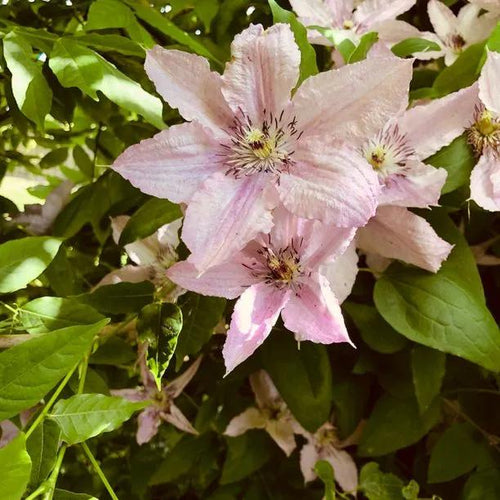 Hagley Hybrid Clematis Flowers