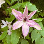 Hagley Hybrid Clematis Flowers